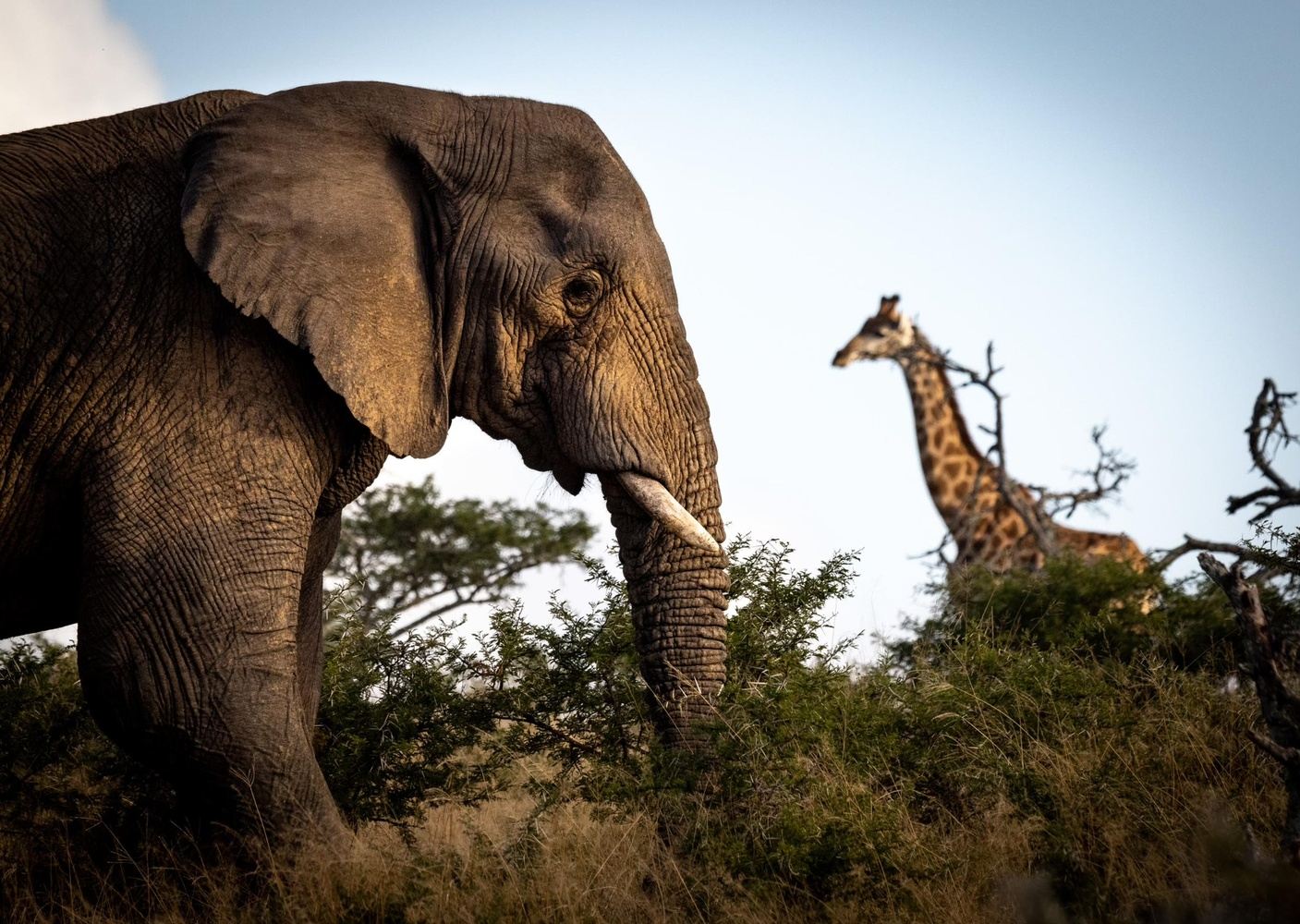 South Africa Up Close