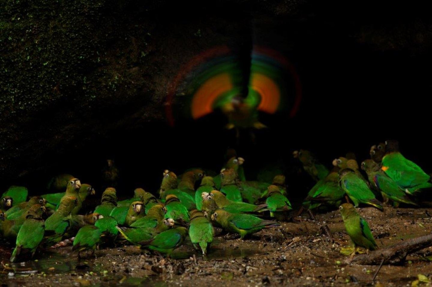 Yasuni - parrot clay lick - full day