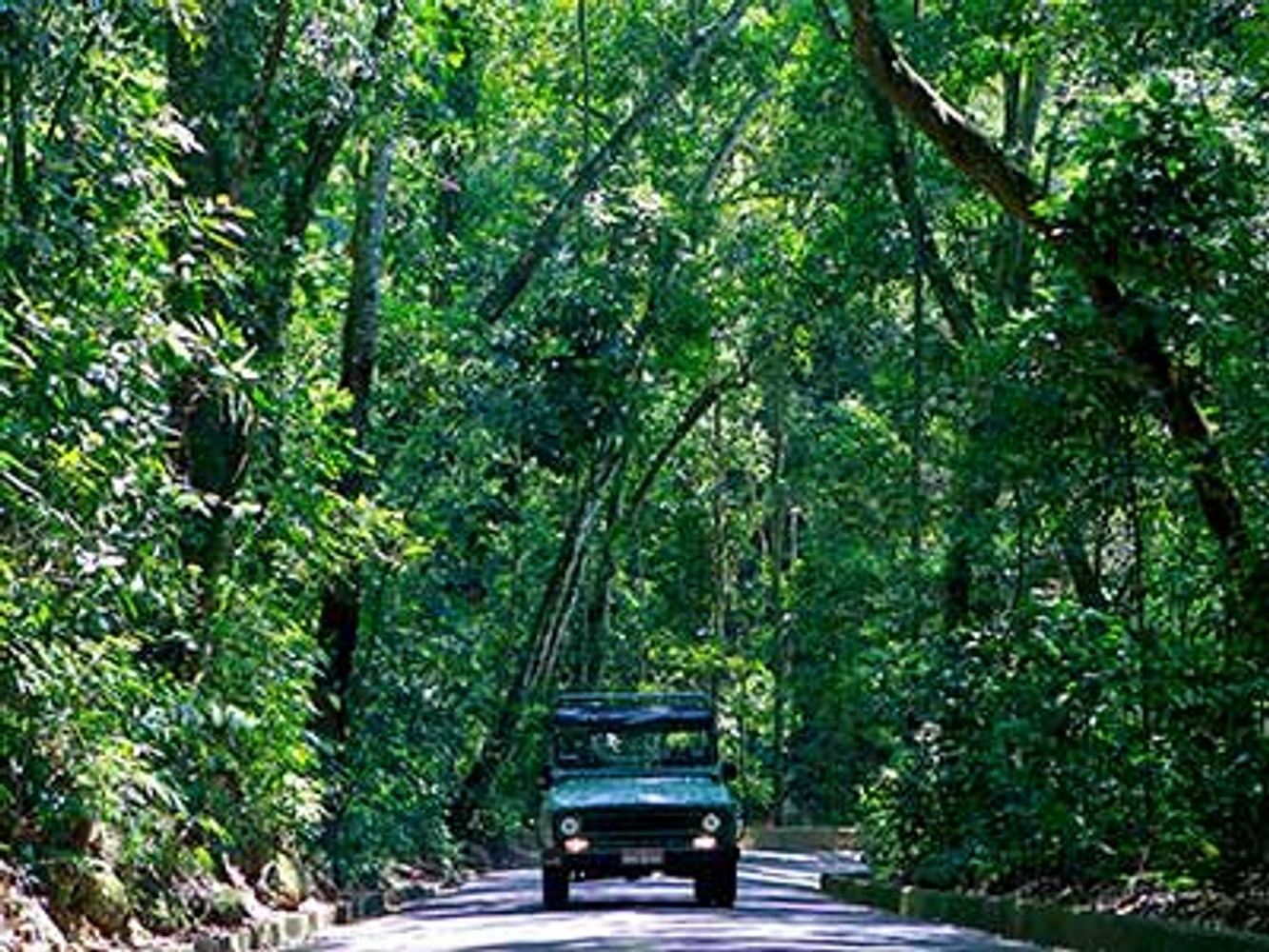 Jeep Tour Tijuca Forest - SIB