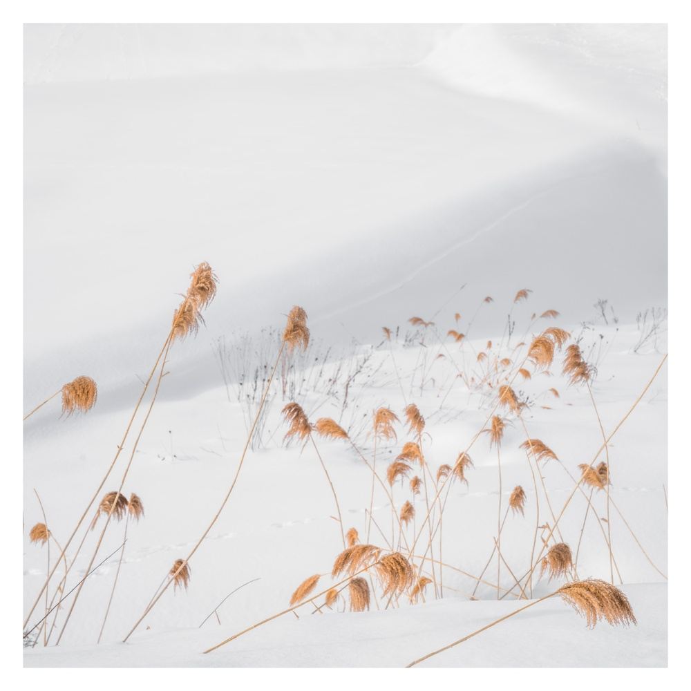 Hokkaido 2026