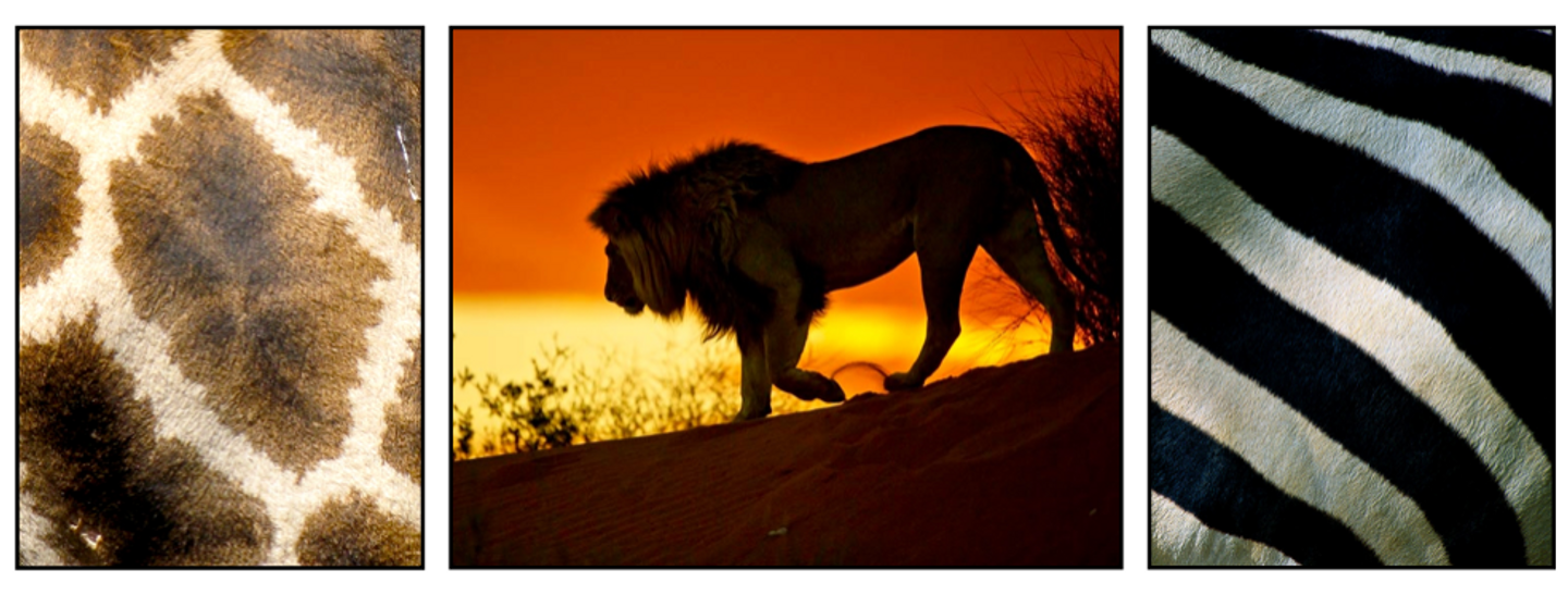 SOUTH AFRICA - Stretch & Safari Adventure!