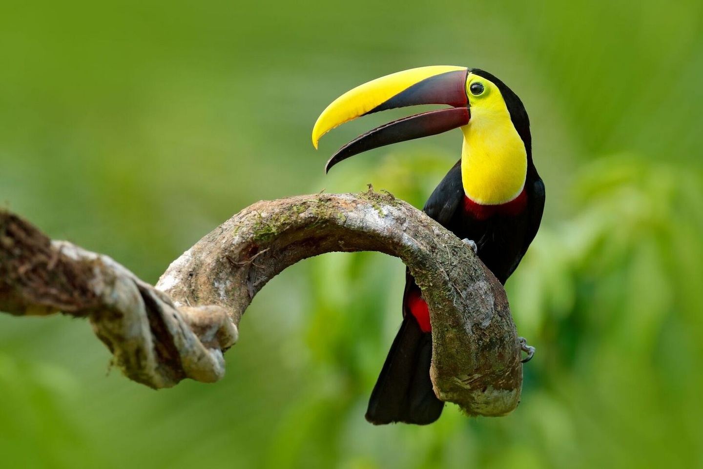 Birding Costa Rica from coasts to cloud forests