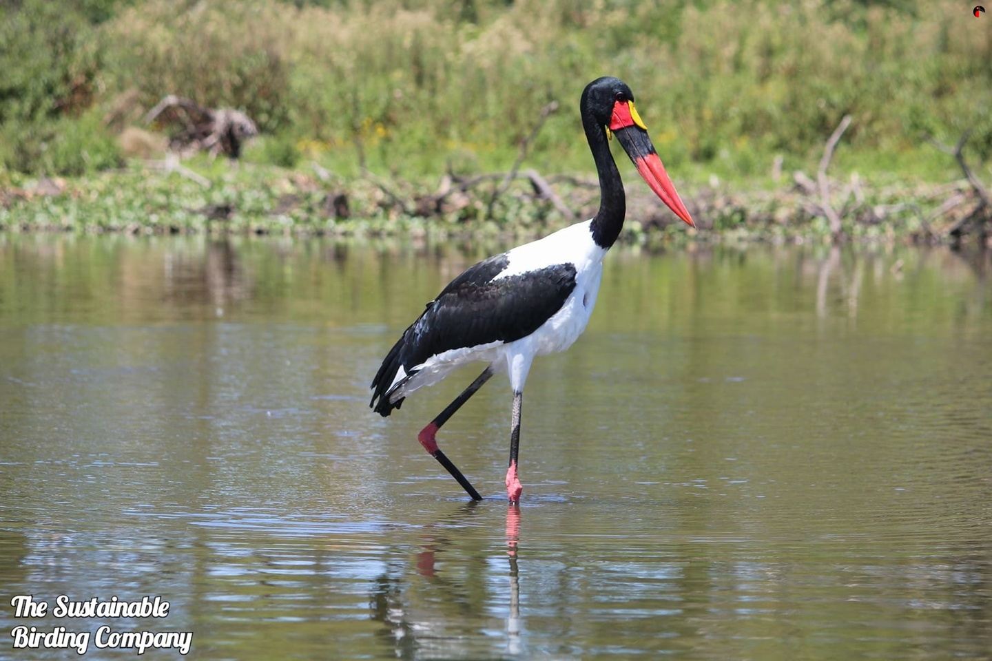 1 Day Nairobi National Park Birding Tour