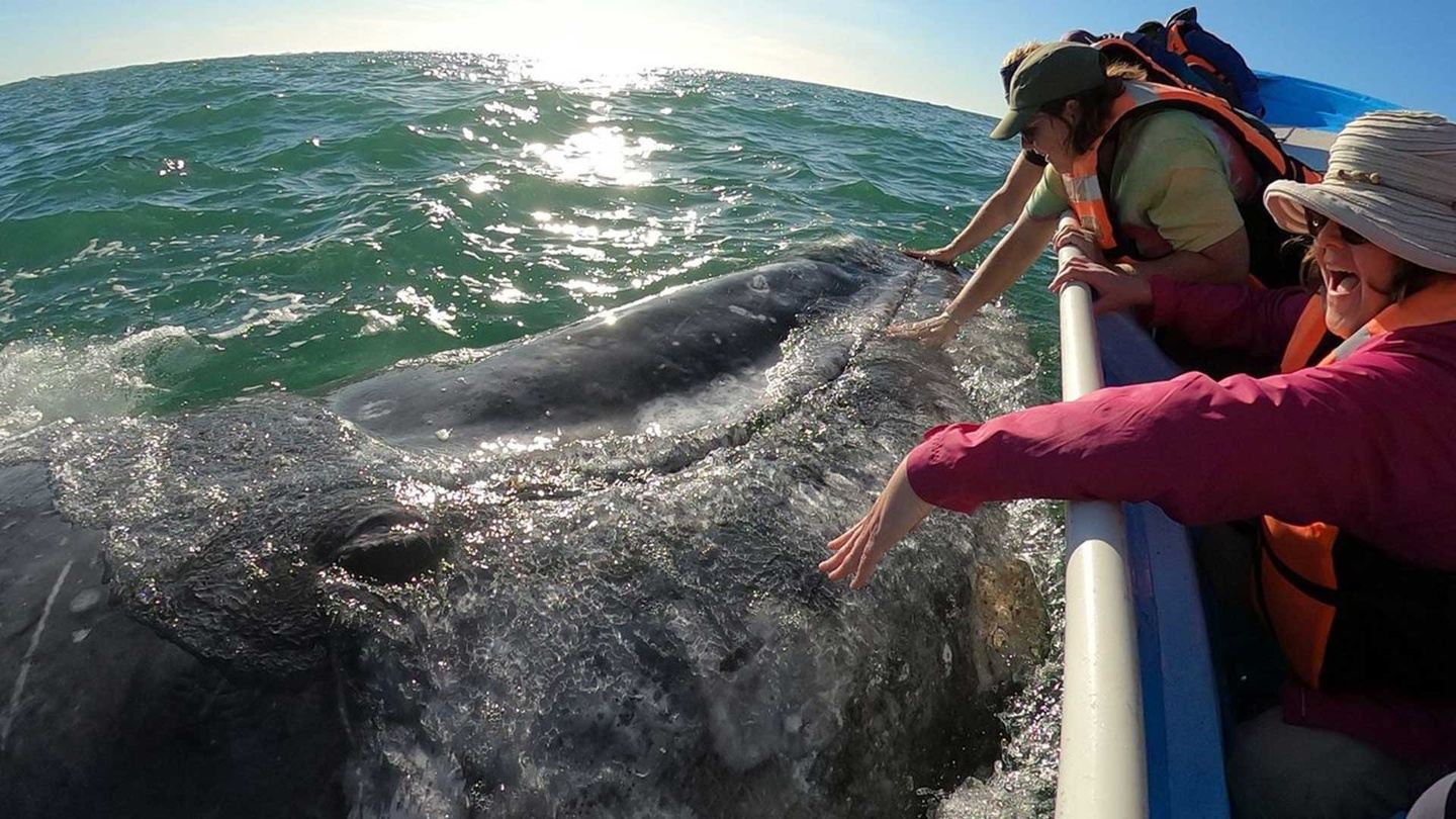 2025B Baja Women’s Adventure & Gray Whales