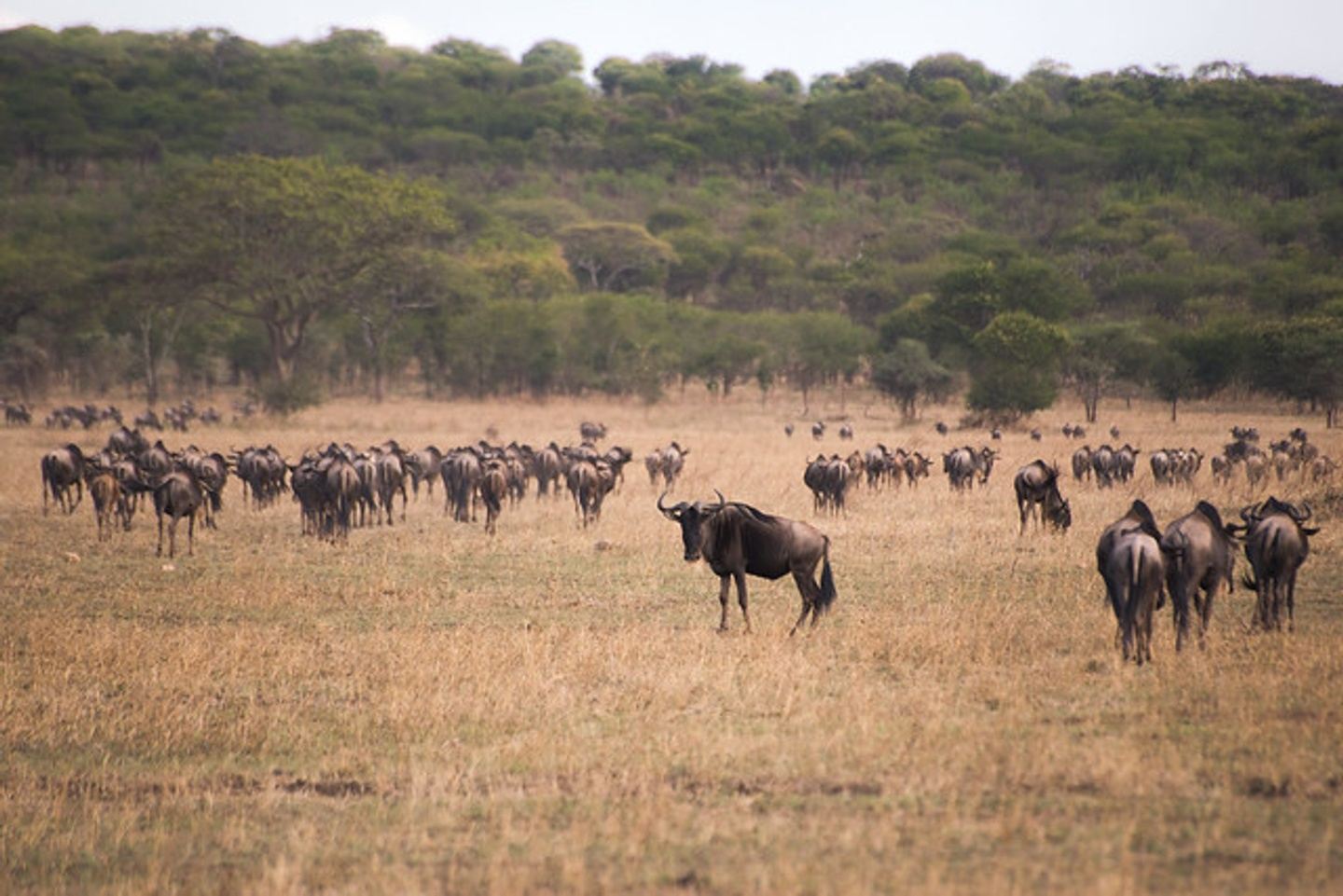 9 day Tanzania ''drive in/drive out'' camping safari