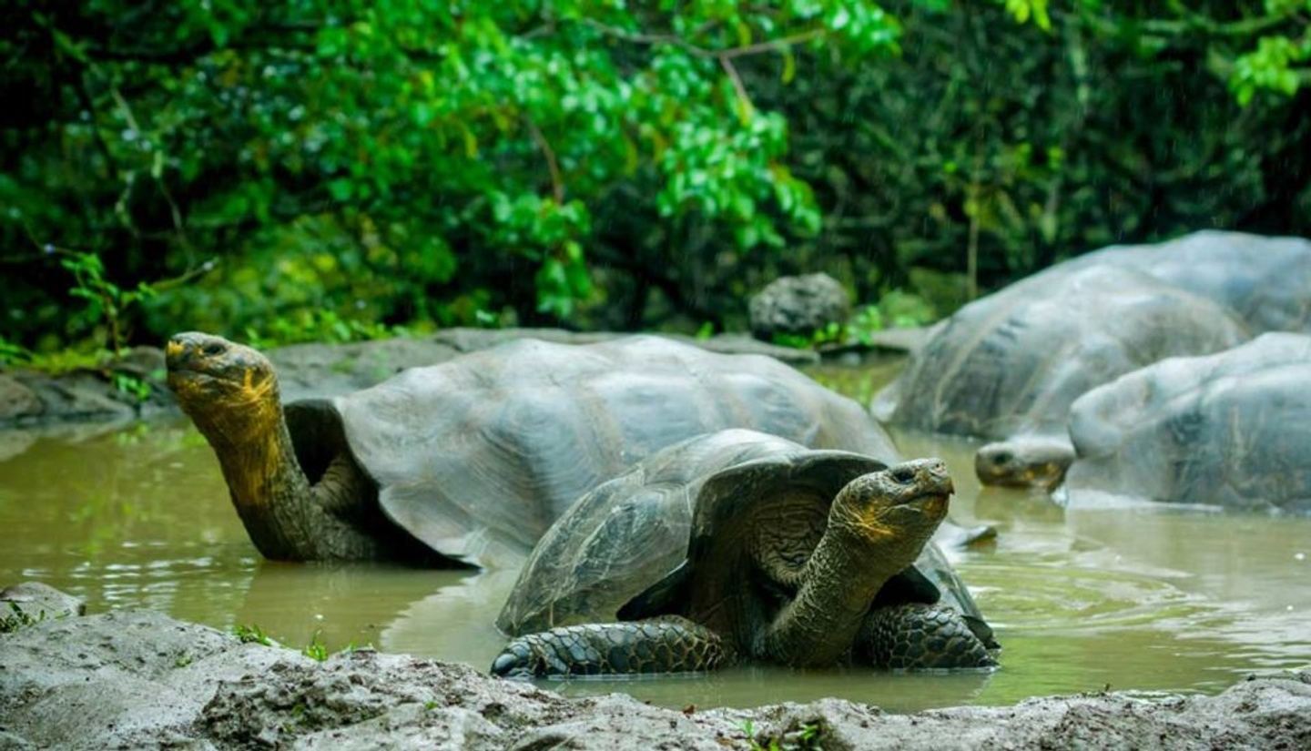 Galapagos on a Budget: 8 day - 3 islands Exp 2024