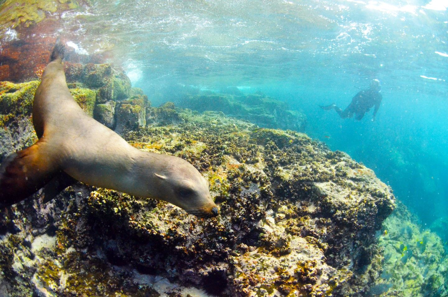 Women's Sea of Cortez Baja Blue Snorkeling Safari + Gray Whales