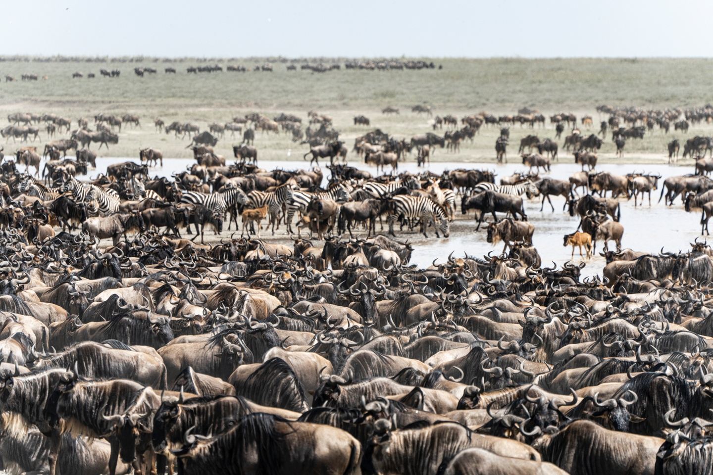 The best 6 days Serengeti Great Migration safari in Tanzania in 2023