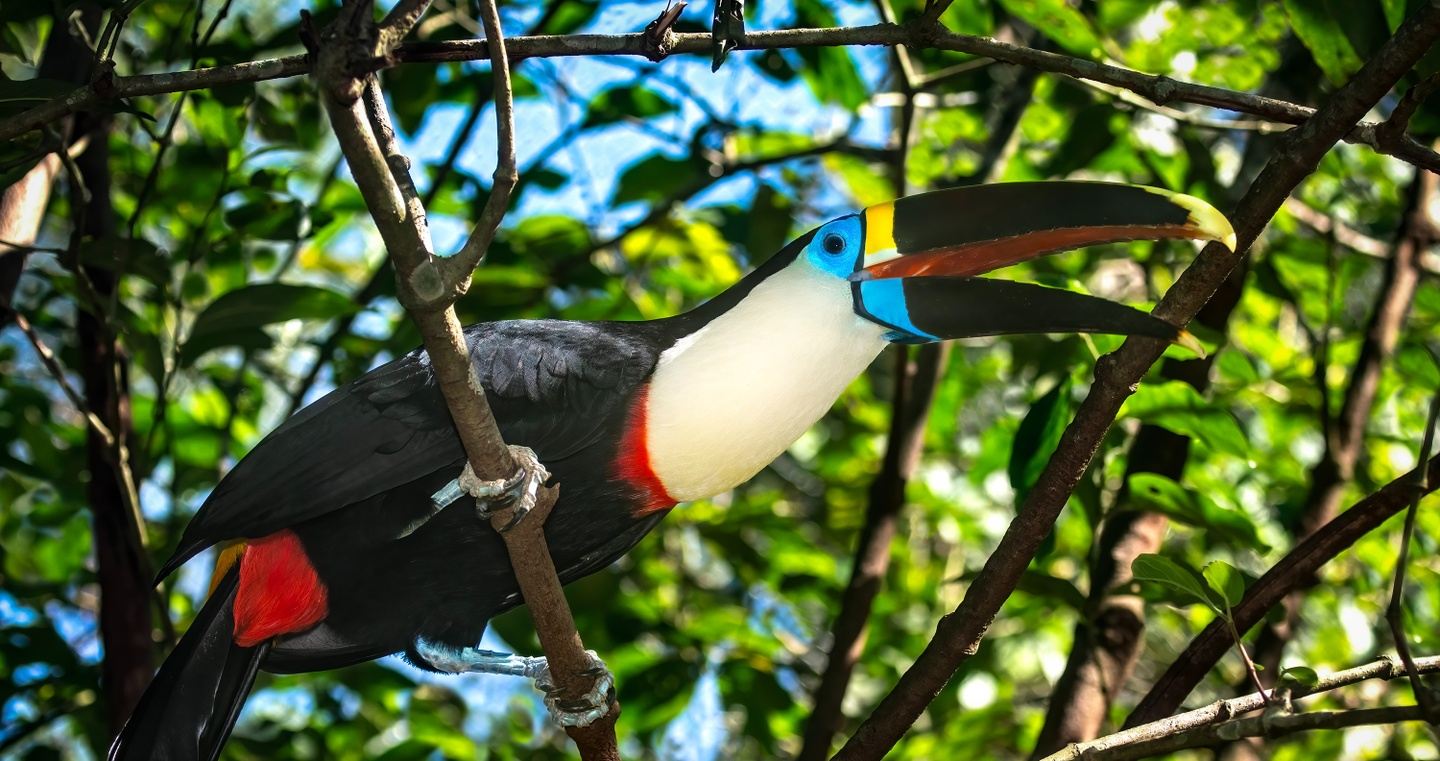 Canopy Adventure - Amazon Jungle - Tambopata - Perú