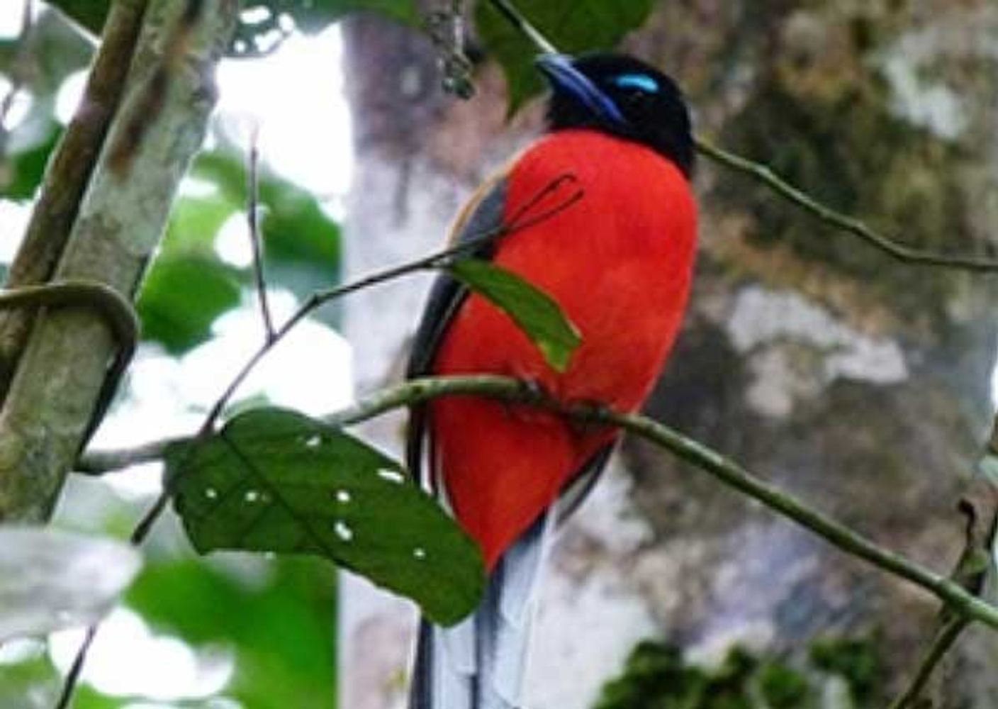 Peninsular Malaysia Birding Tour 2024 in Kuala Lumpur, Federal ...