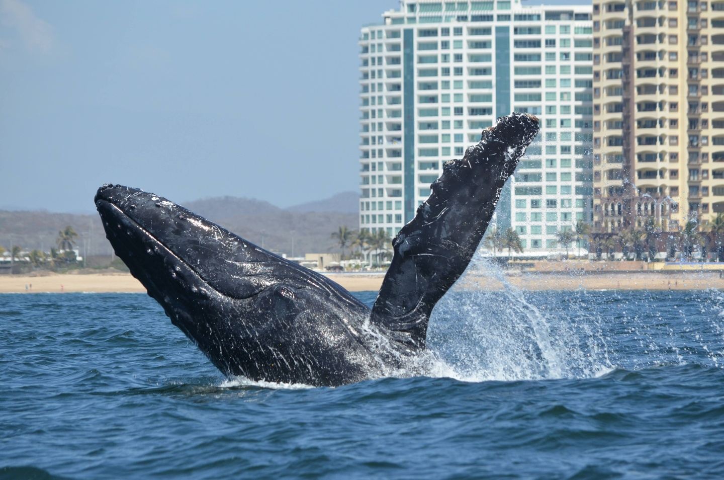 WHALE WATCHING EXPEDITION IN MAZATLAN