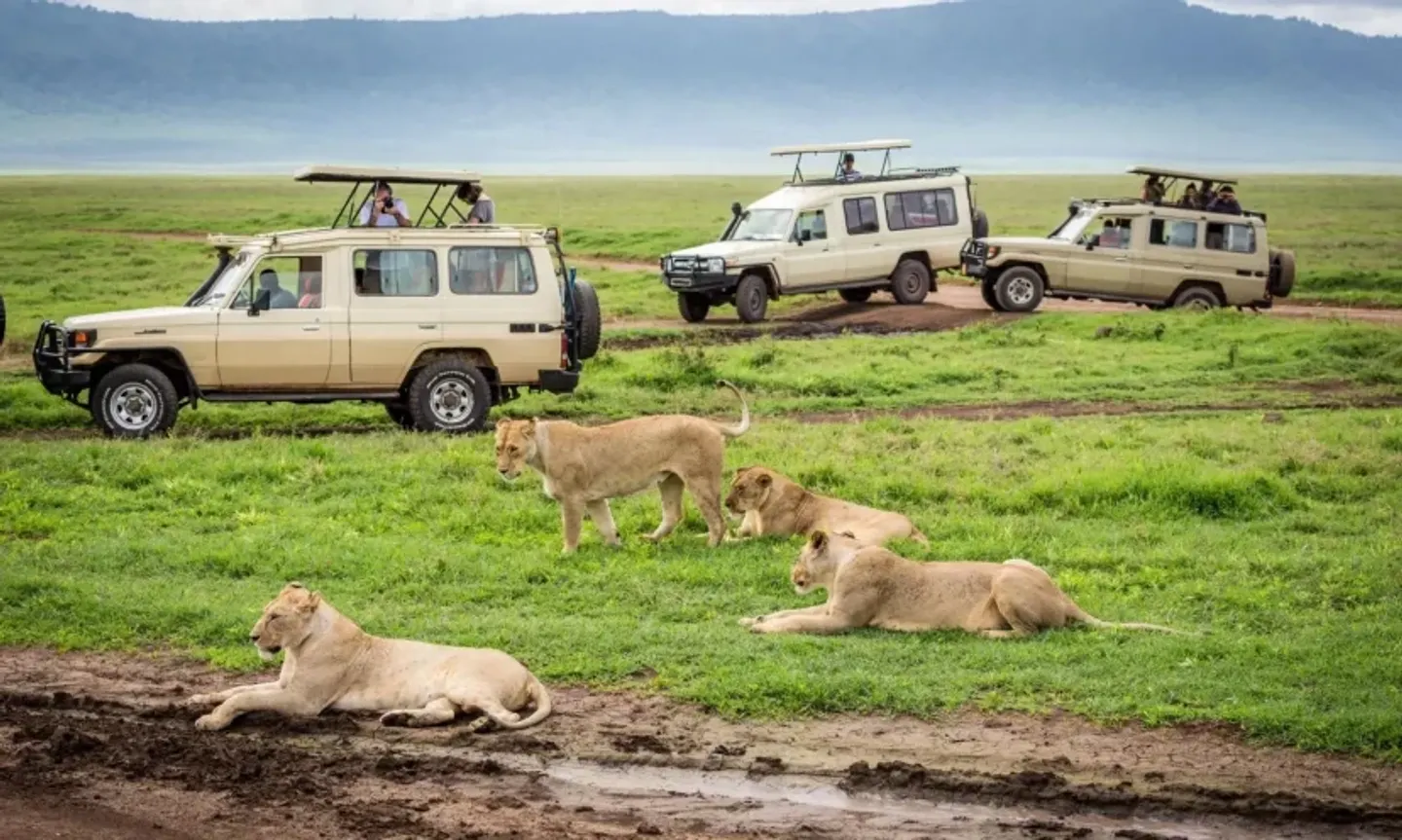 The best 11 days of African safari in Kenya  and Tanzania