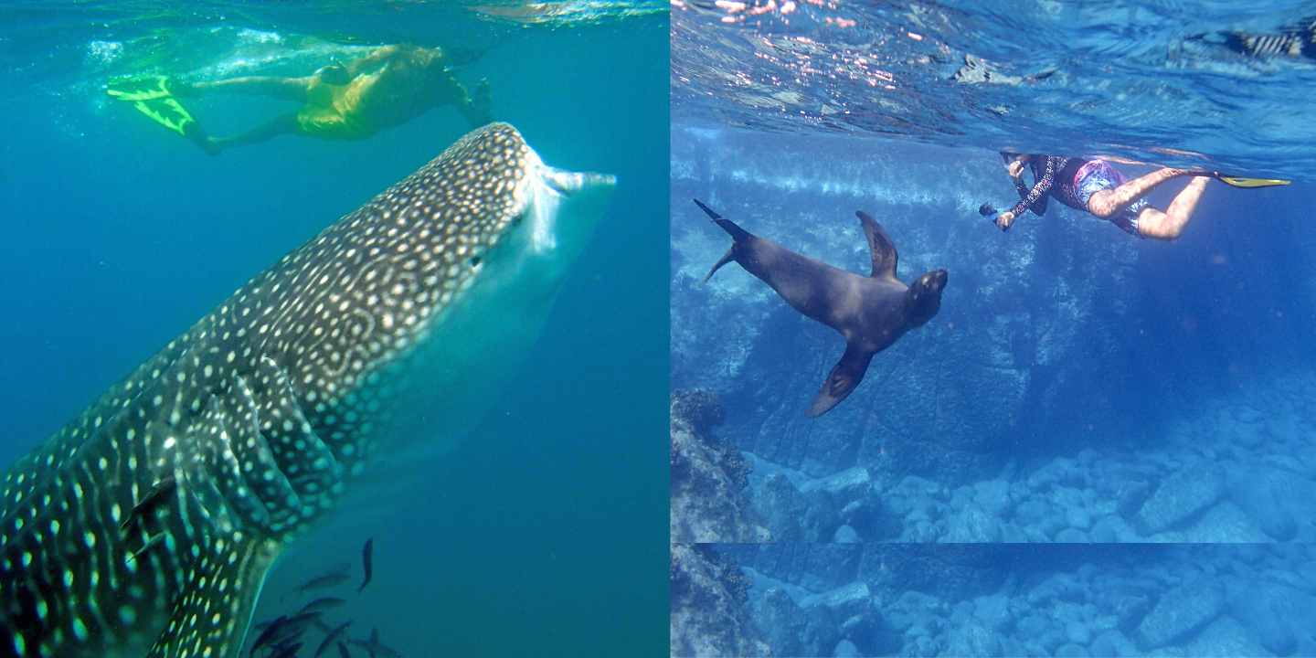 Snorkel with Whale Sharks and Sea Lions