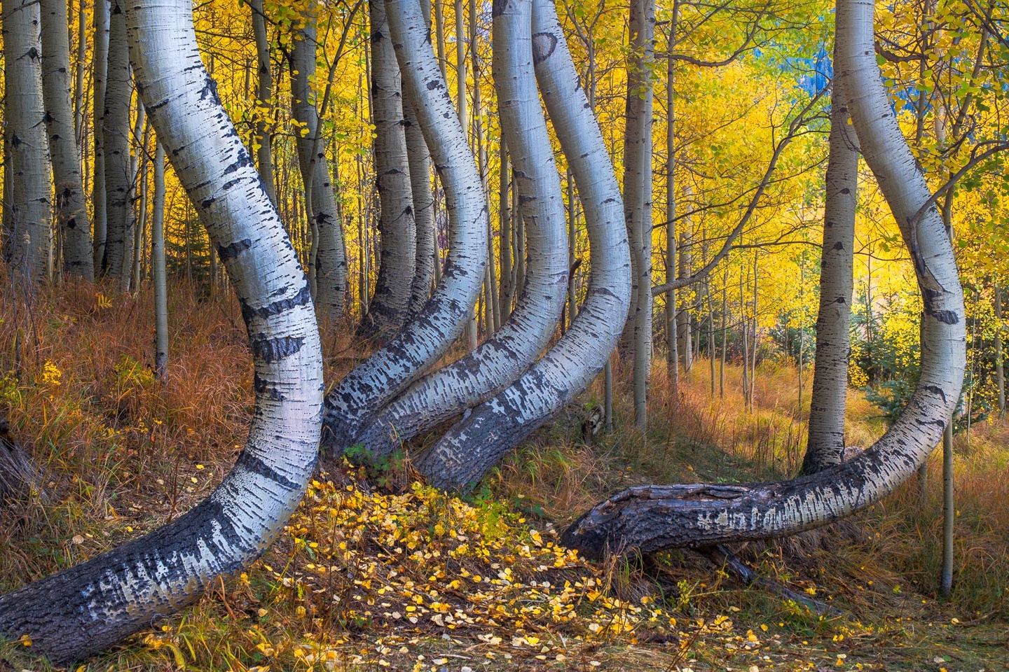 Colorado Autumn Colors w/ Joseph Rossbach & Kurt Budliger