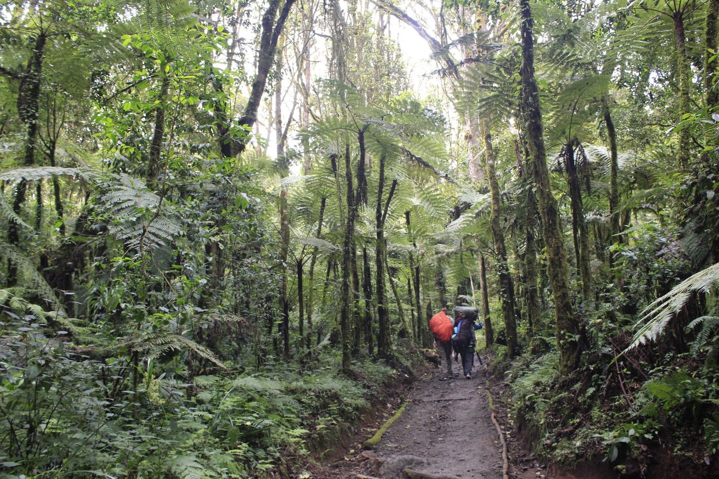 7 Days Kilimanjaro tour by Machame route in MACHAME ROUTE WITH ...