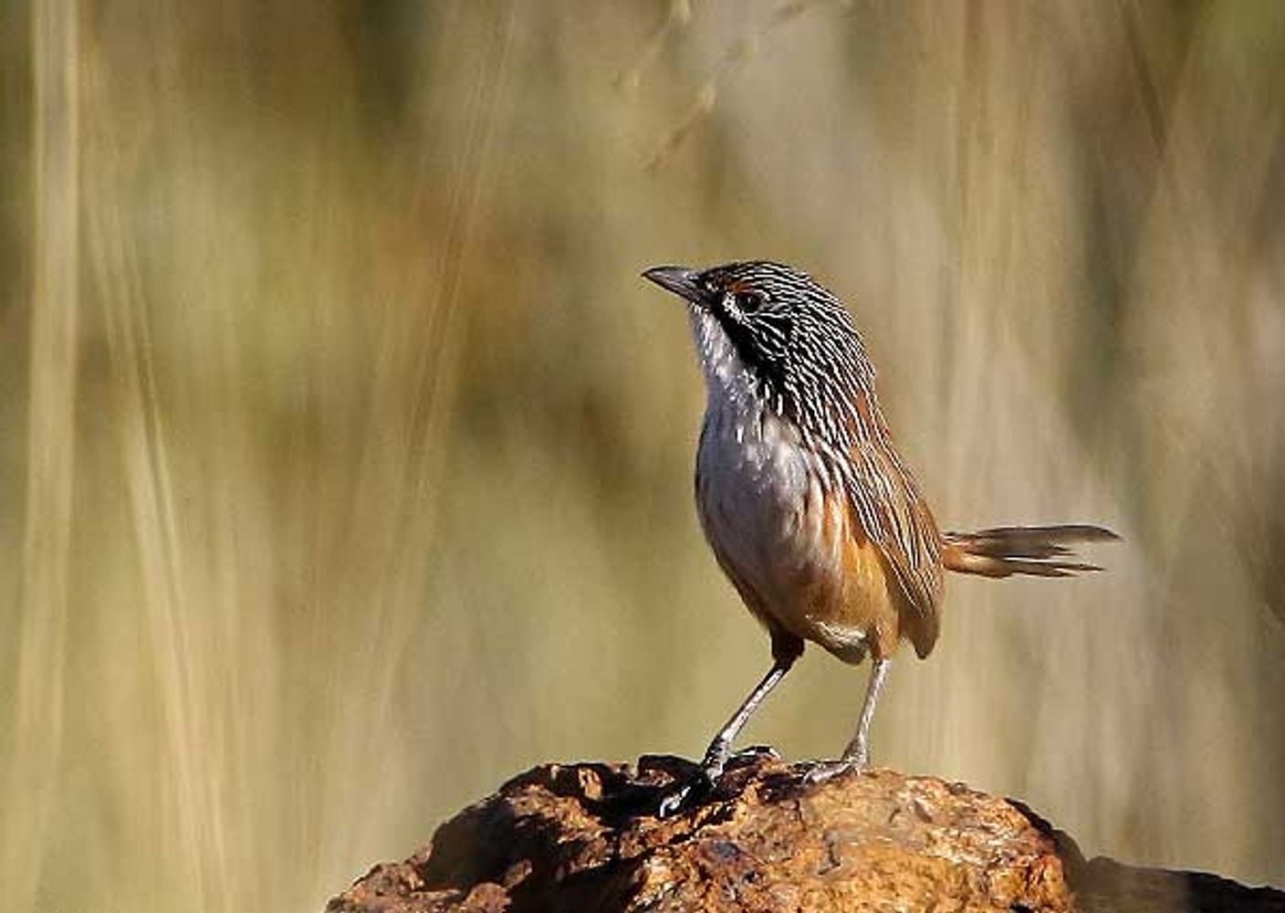 Six Grasswren Birding Tour - Oct 2024 in Adelaide SA, Australia