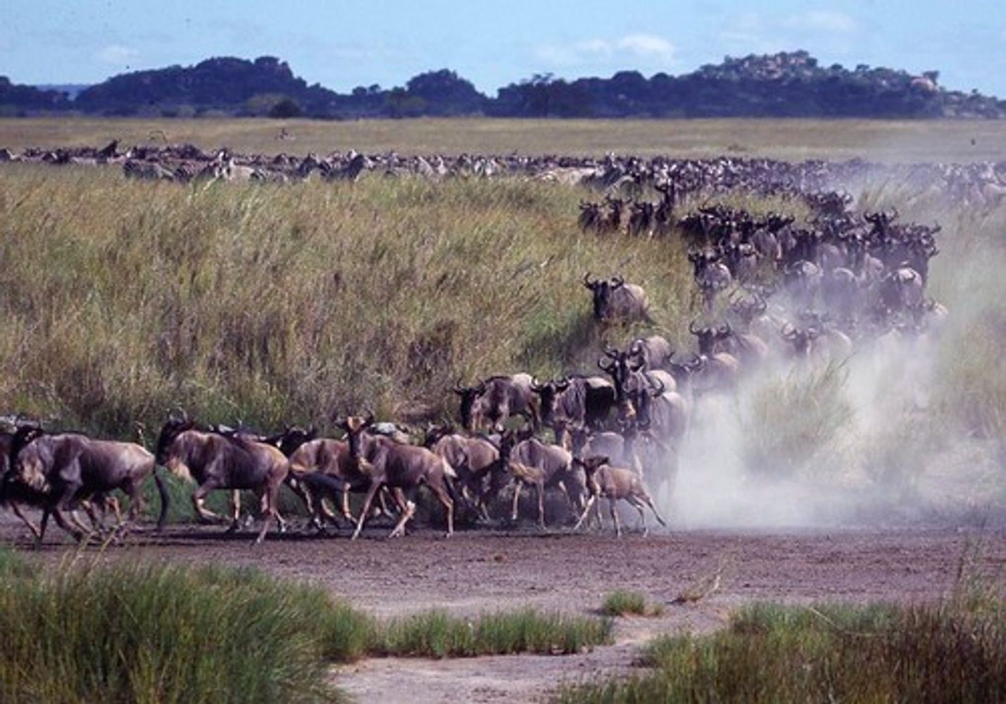 5 Days Serengeti migration Safari Tour