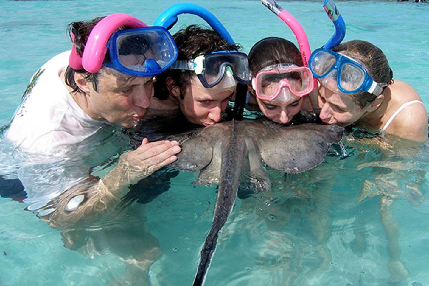 Swim with the Magnificent Rays