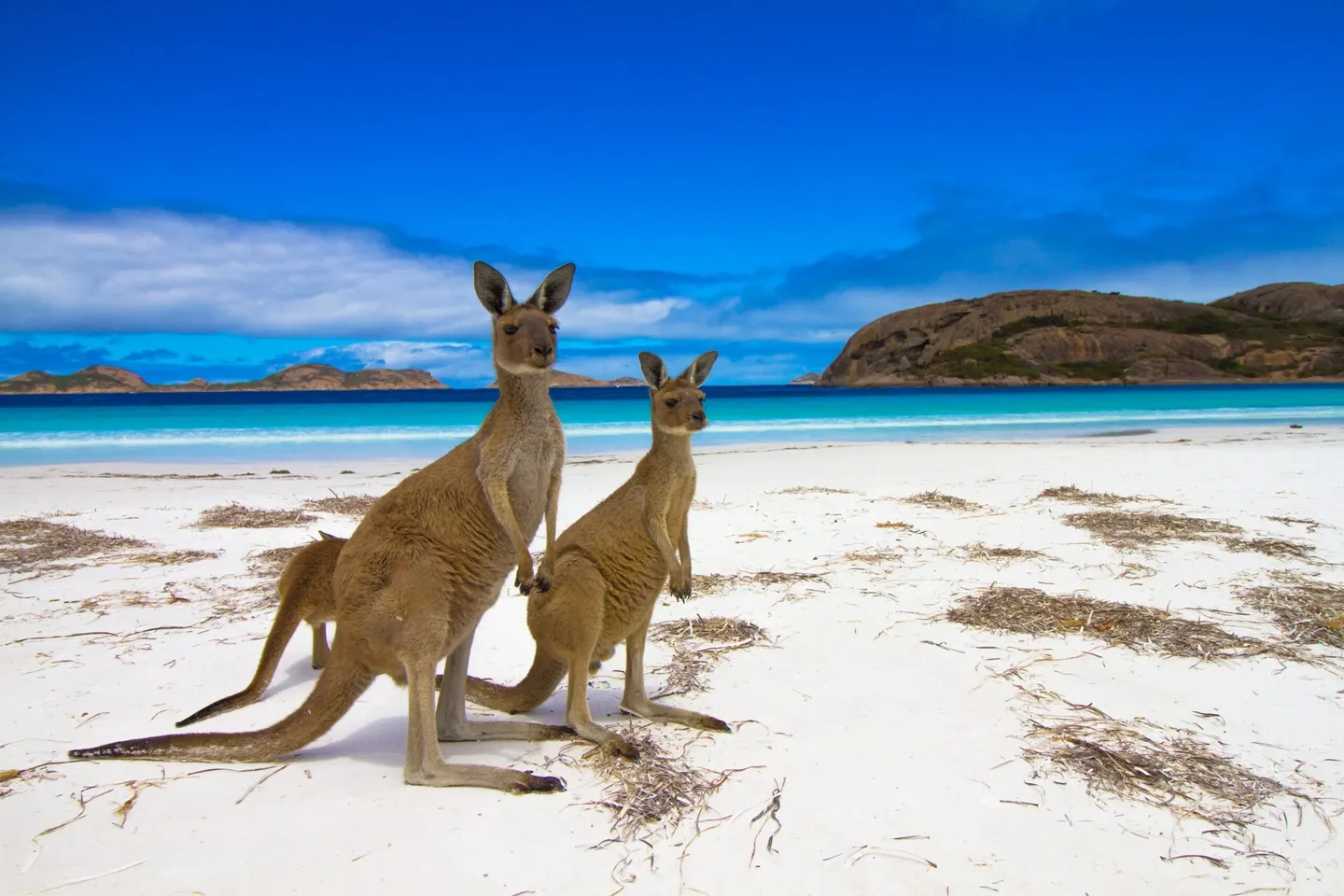 Australia: The Adventure Down Under
