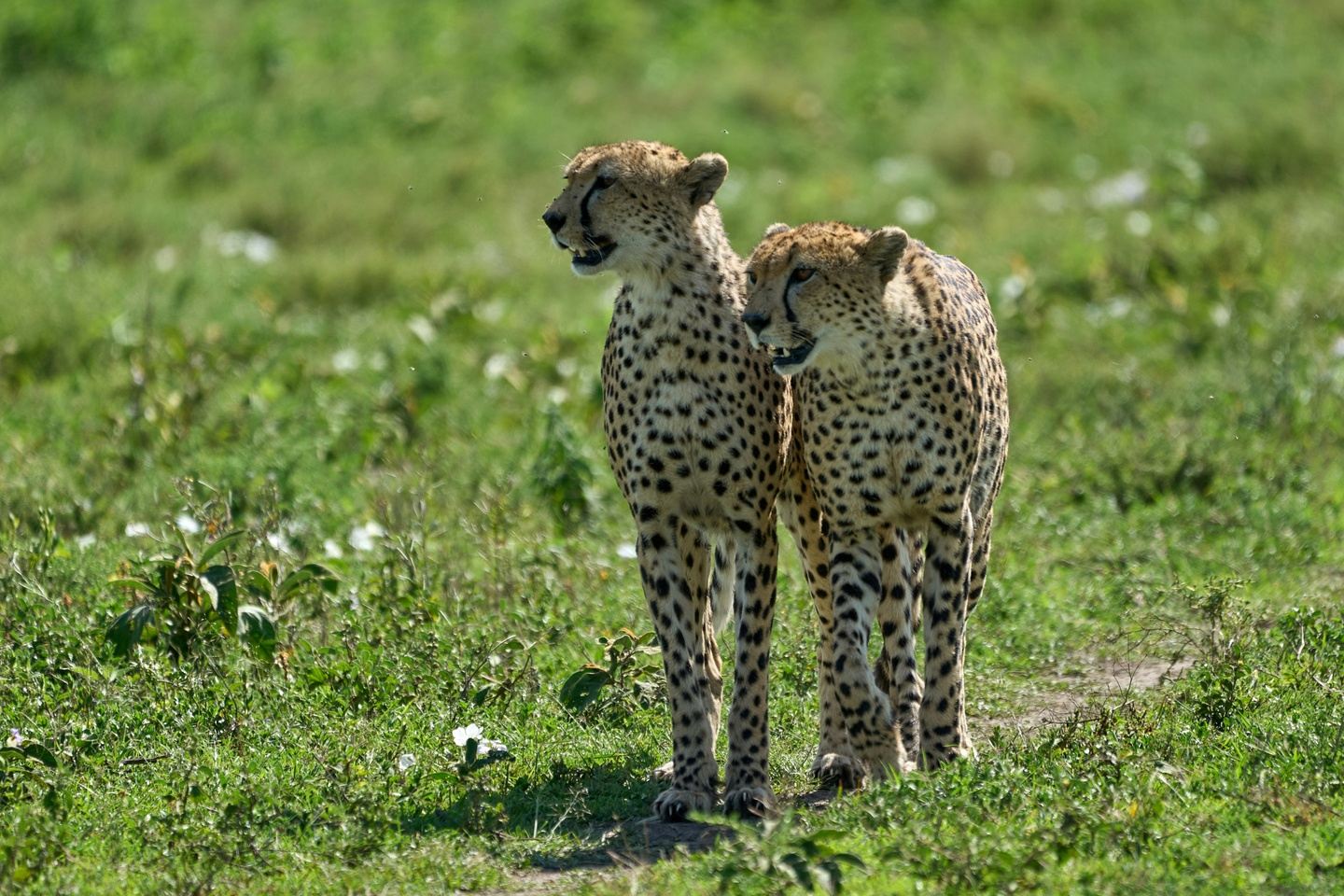 5 Days Tanzania Safari