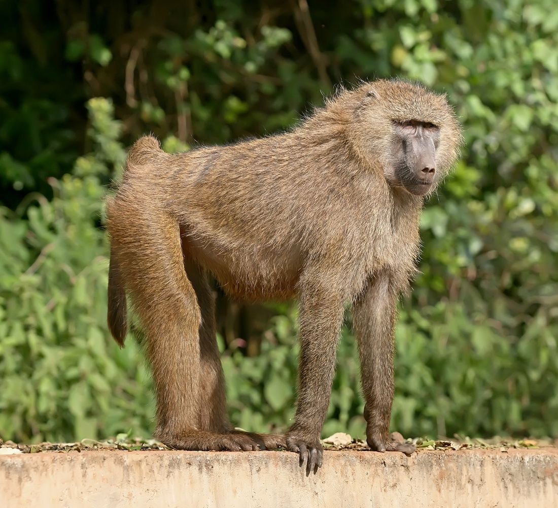 Discover the Wild Beauty of Mole National Park