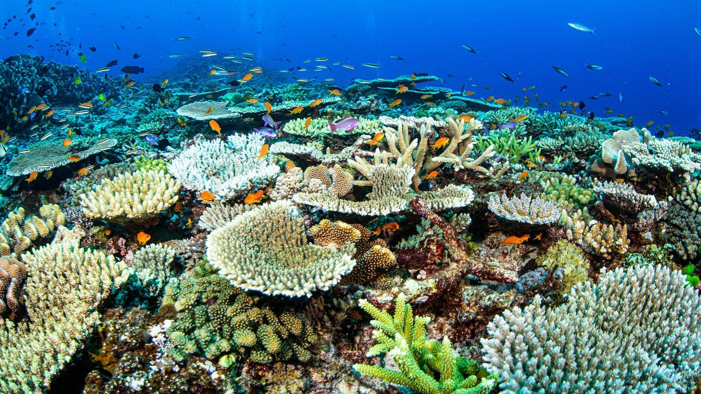 Great Barrier Reef + Minke Whales!