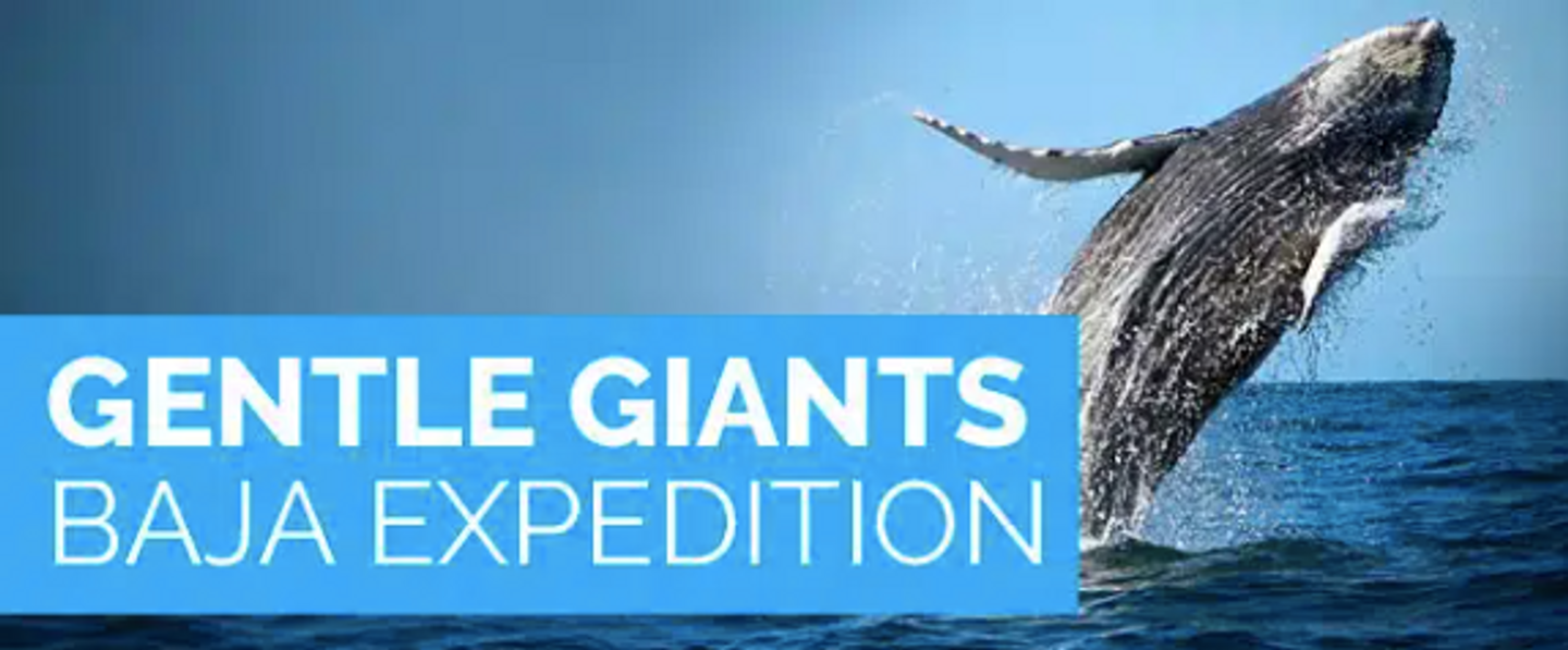 Gentle Giants - 9 days  Expedition