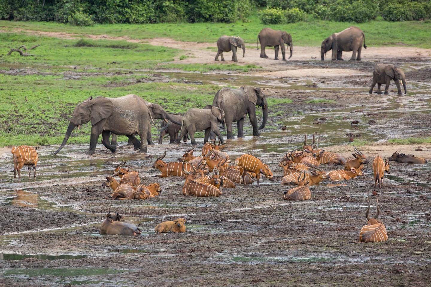 LOBEKE NATIONAL PARK SAFARI