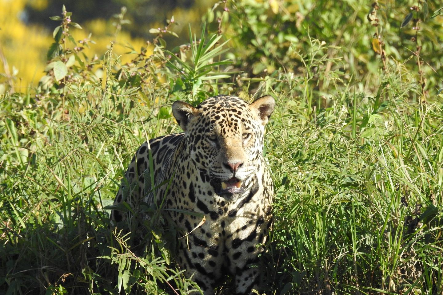 Birding, Jaguar and Wildlife Experiences in The Great Pantanal, Brazil