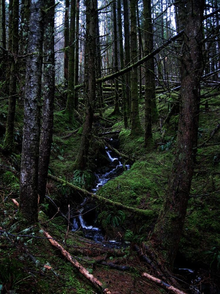 FOREST TOUR WALK (5MINUTES WALK FROM THE SPRINGLANDS HOTEL)