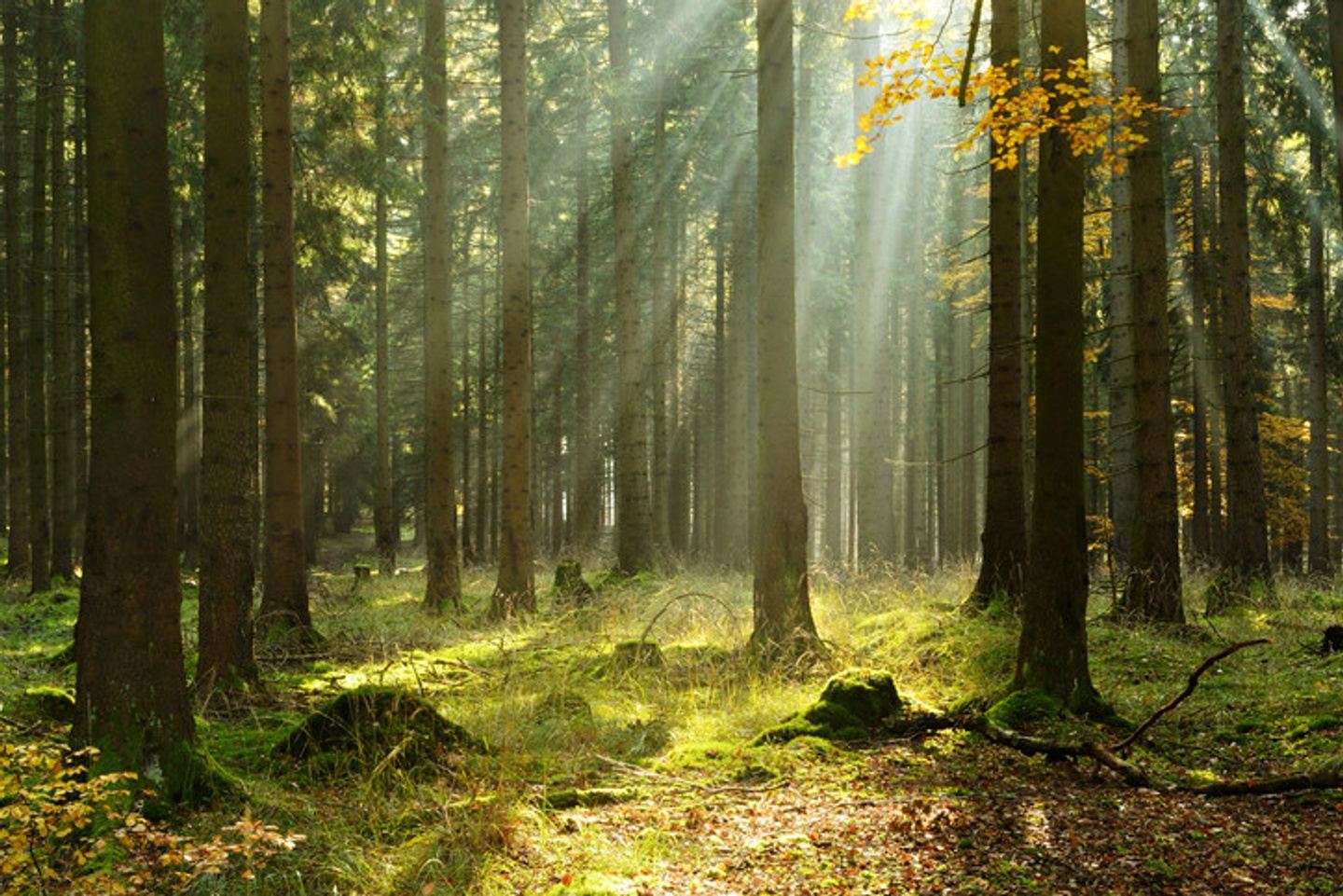 Forest Bathing: Out of the Head - Into the Heart