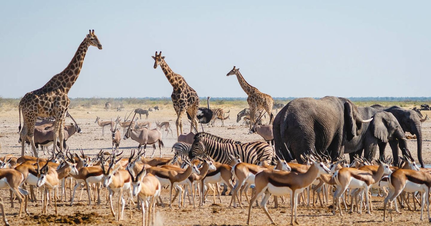 6 Days Tanzania Safari for Two