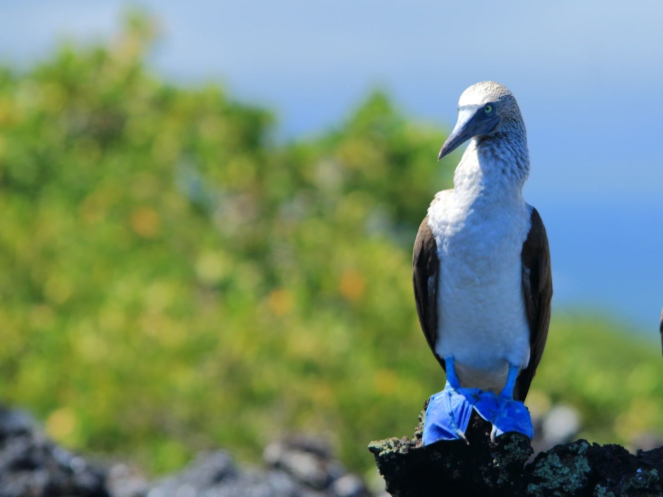 Wildlife Discovery in a Galapagos Paradise