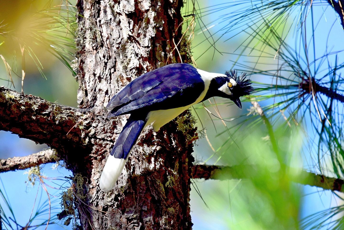 TUFTED JAY PRESERVE | BIRDWATCHING & HIKING