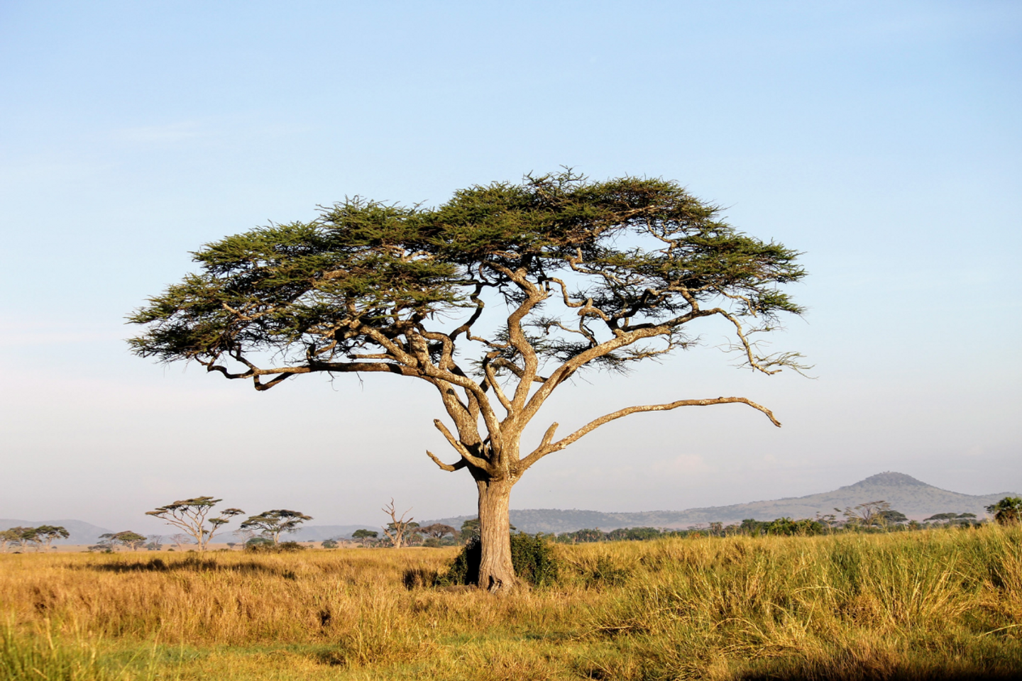 TANZANIA 8DAYS/7NTS (LAND ONLY)