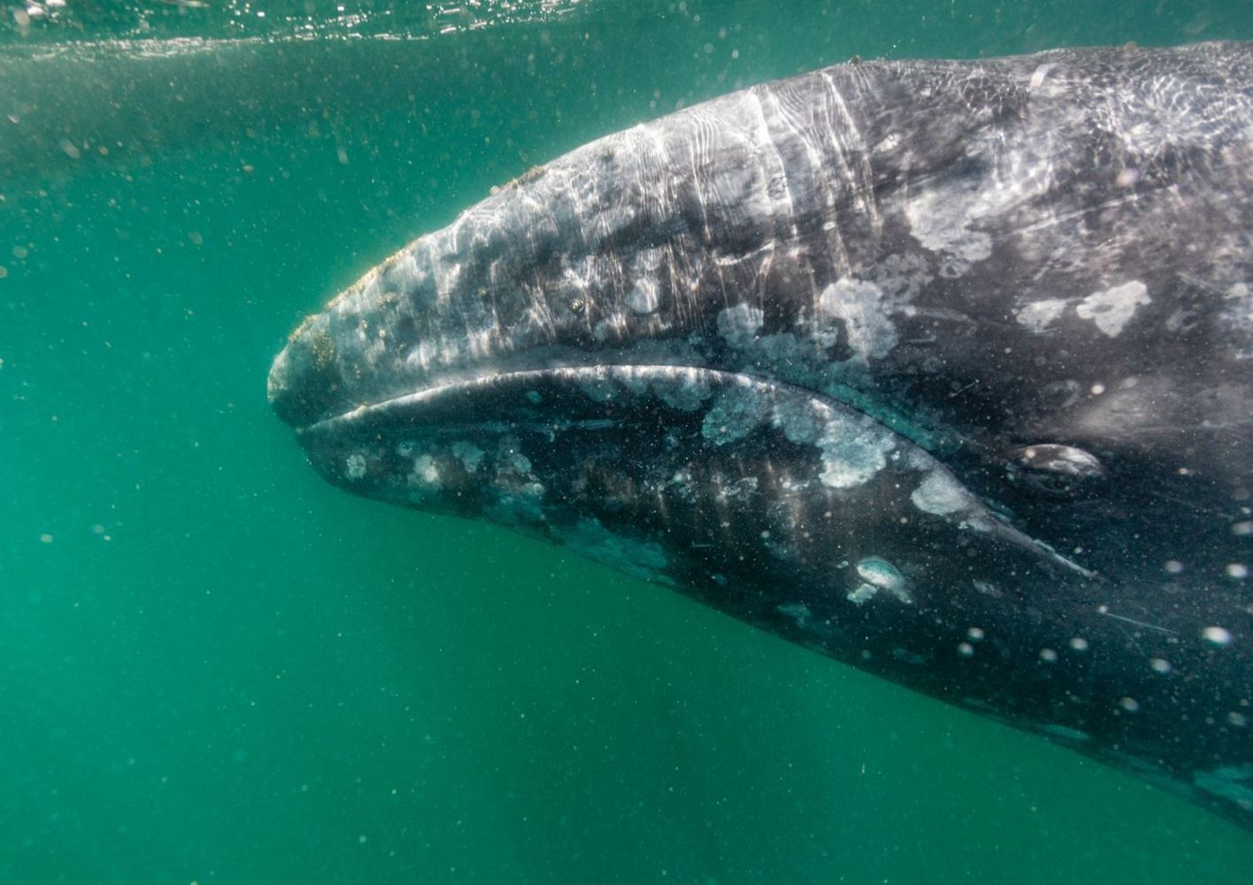 Vegan & Vegetarian Gray Whale Watching and Sea Lion Adventure