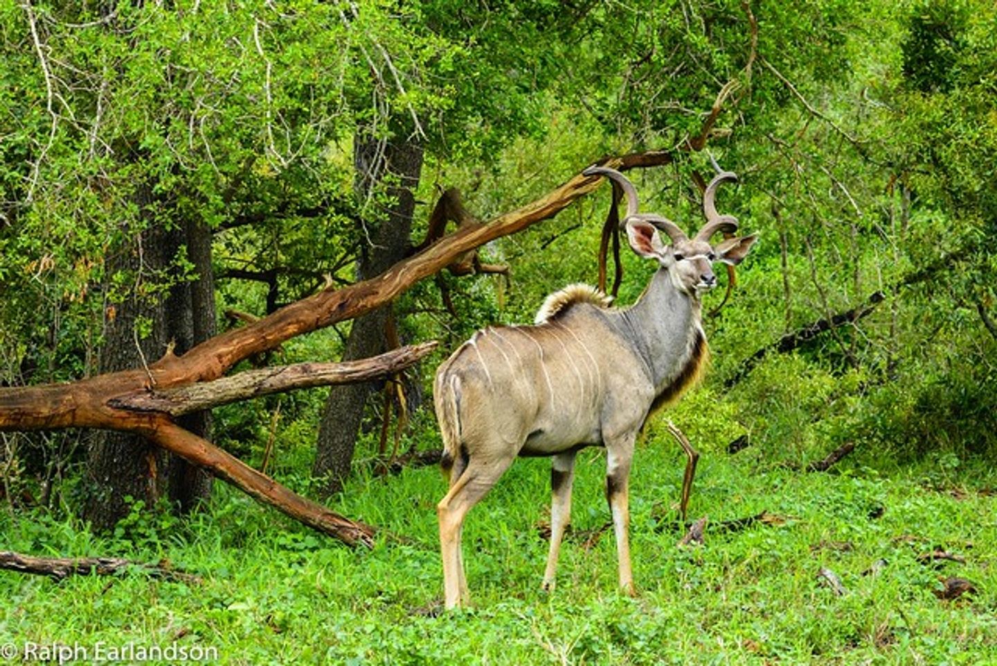 Kruger National  Park and Cape Town