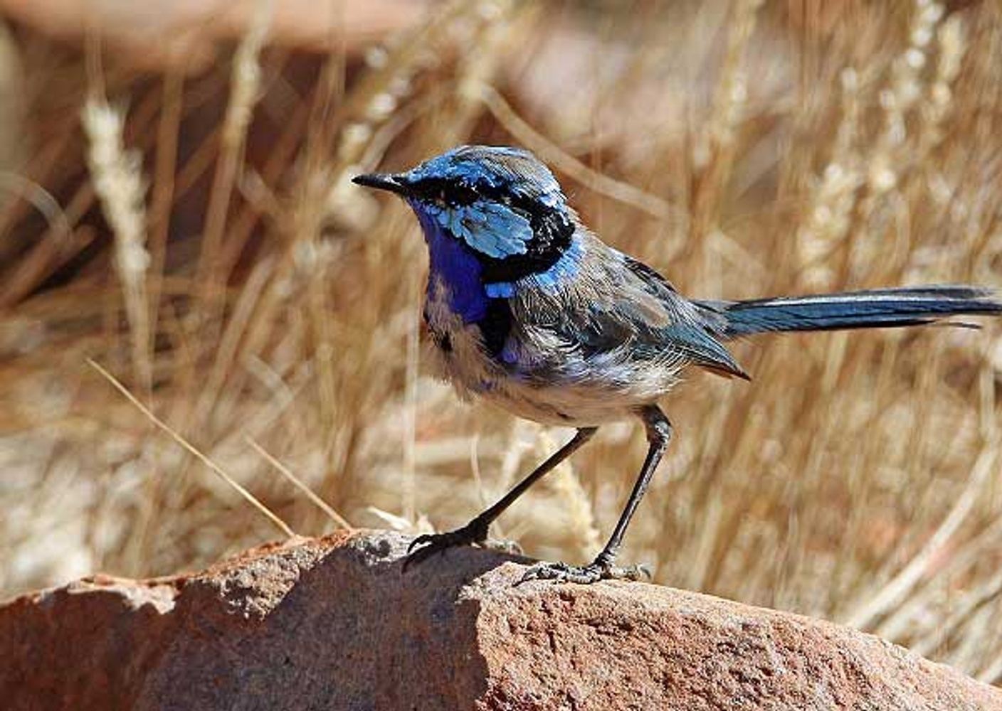 Red Centre Adventure Birding Tour II - Sep 2024