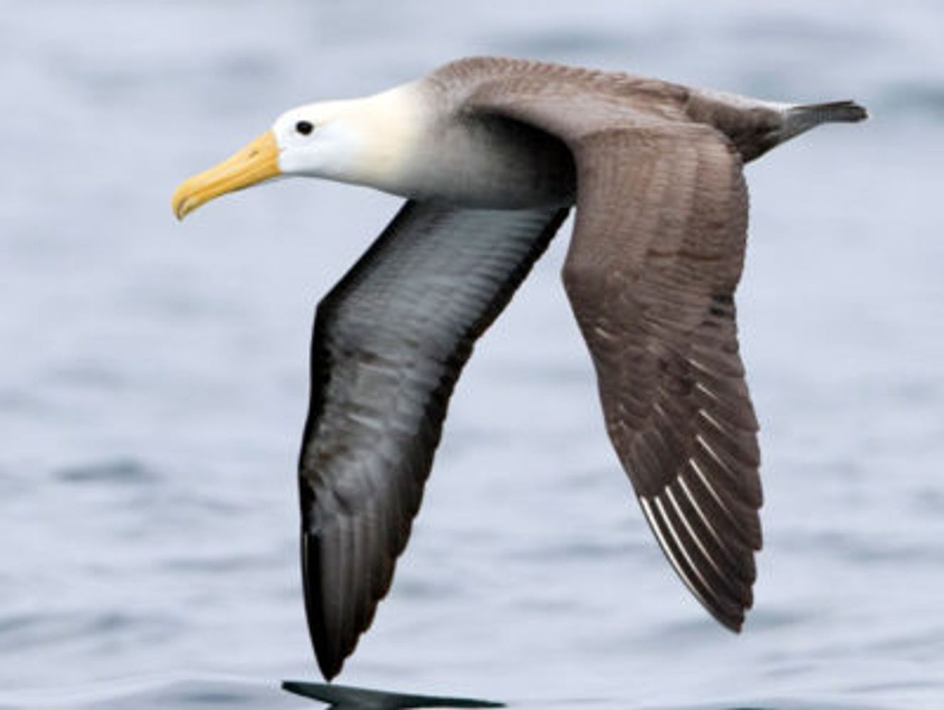 8 DAY GALAPAGOS TOUR (Include single supplement)