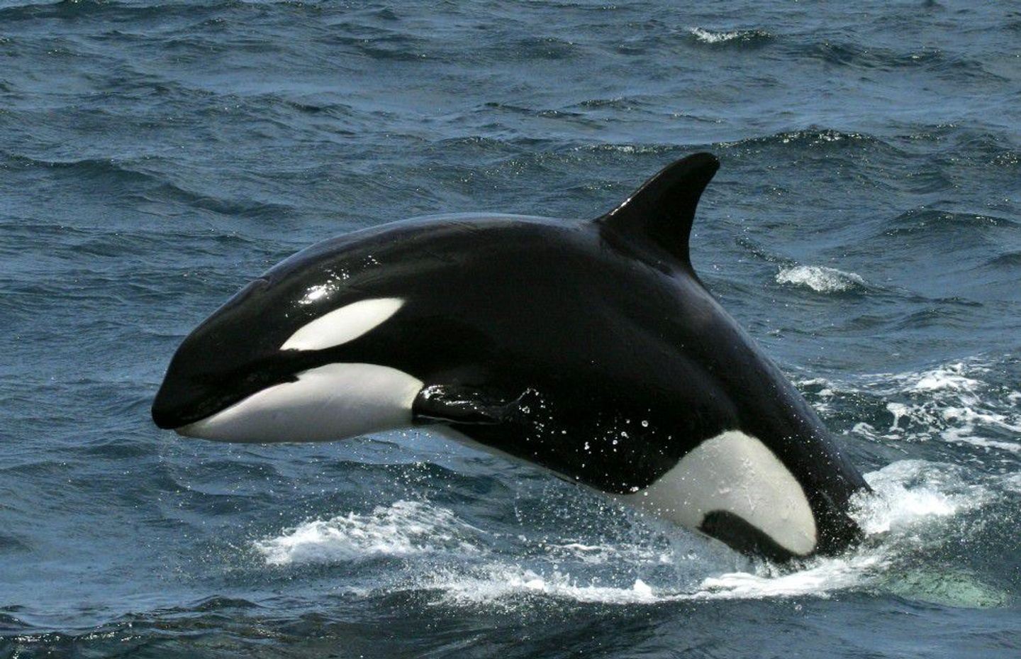 Orcas en la Península Valdés