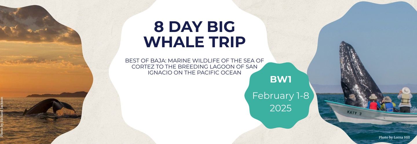 BW1 Feb 1-8, 2025 8 Day Big Whale Trip