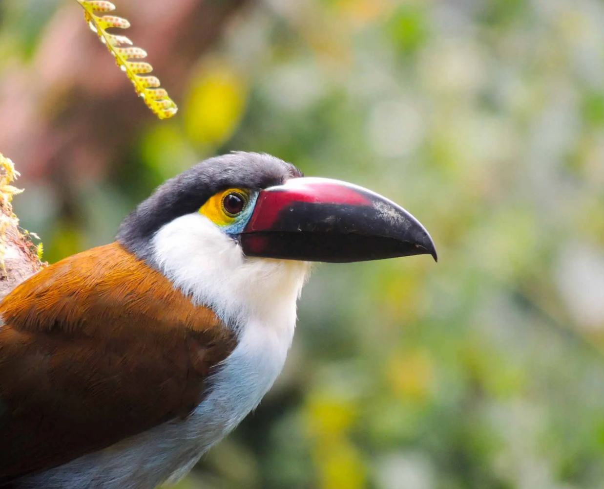 Life List in Colombia: The Coffee Triangle & The Colombia Birdfair
