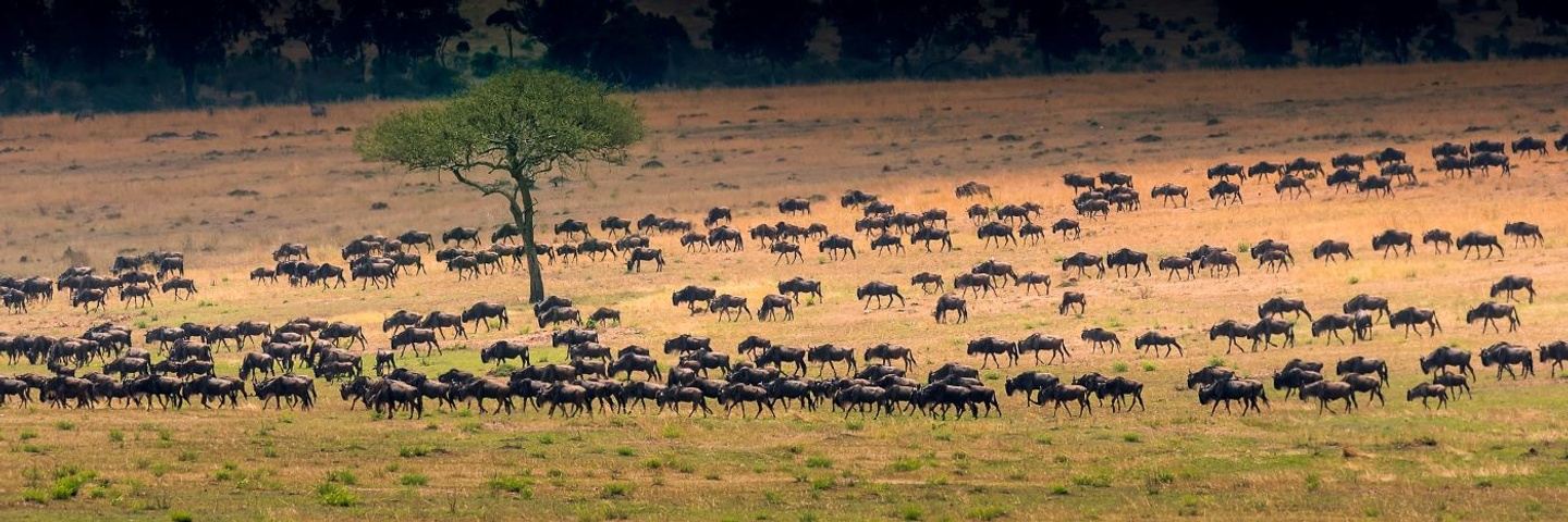 4-Day Unforgettable Tanzania Safari Adventure