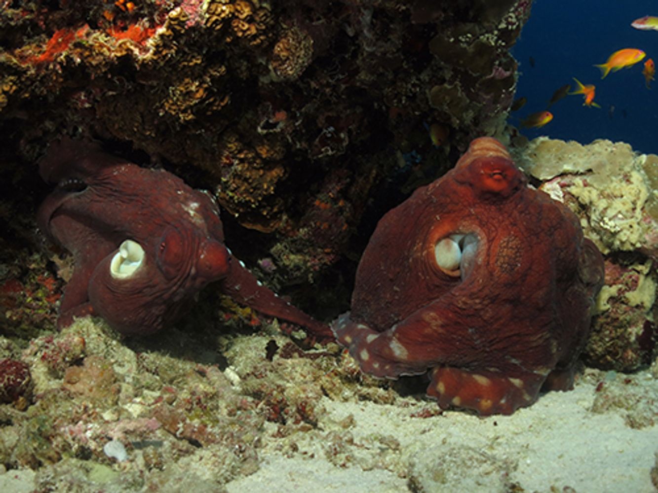 MALDIVES LIVEABOARD