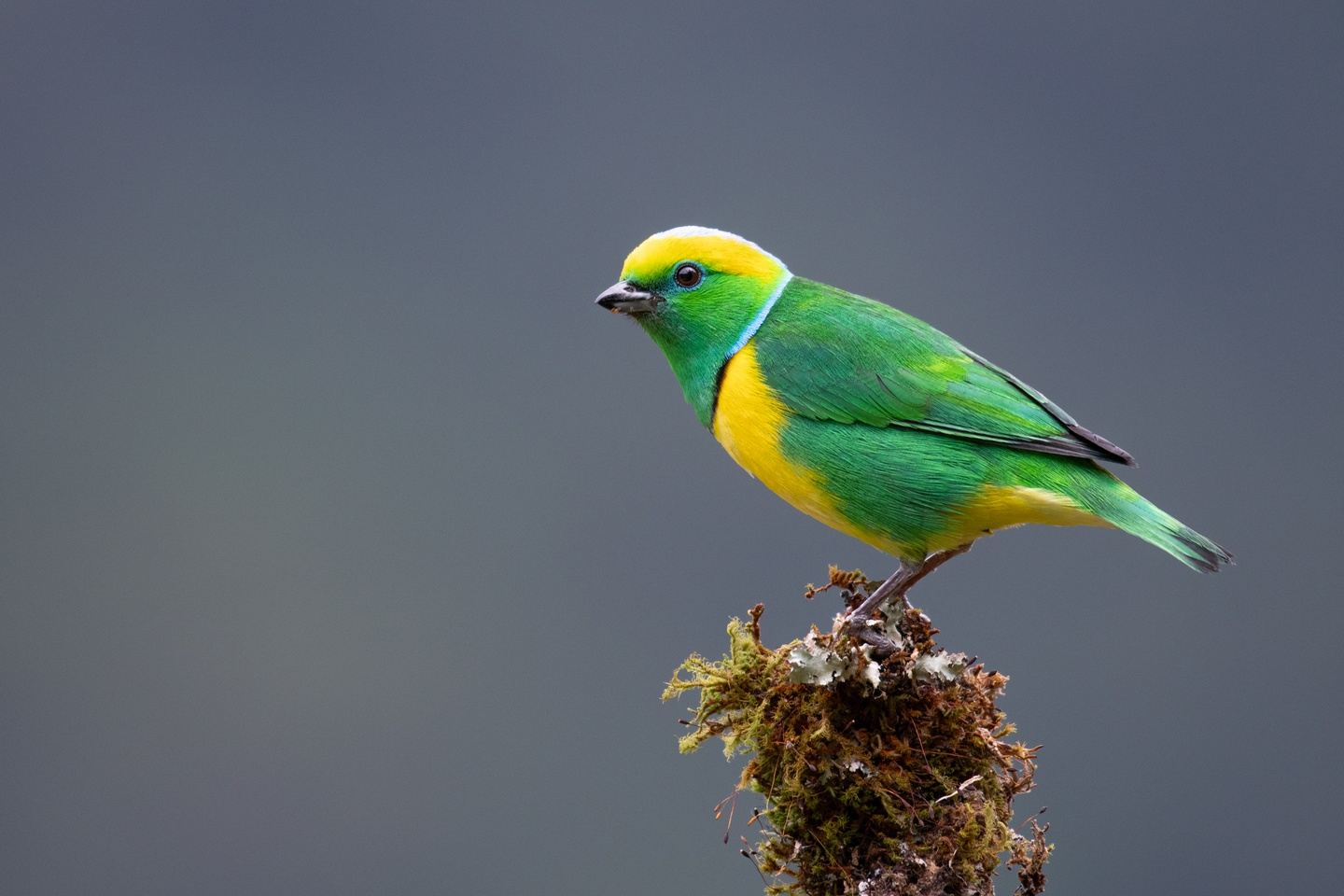 Birdwatching Guided Tour