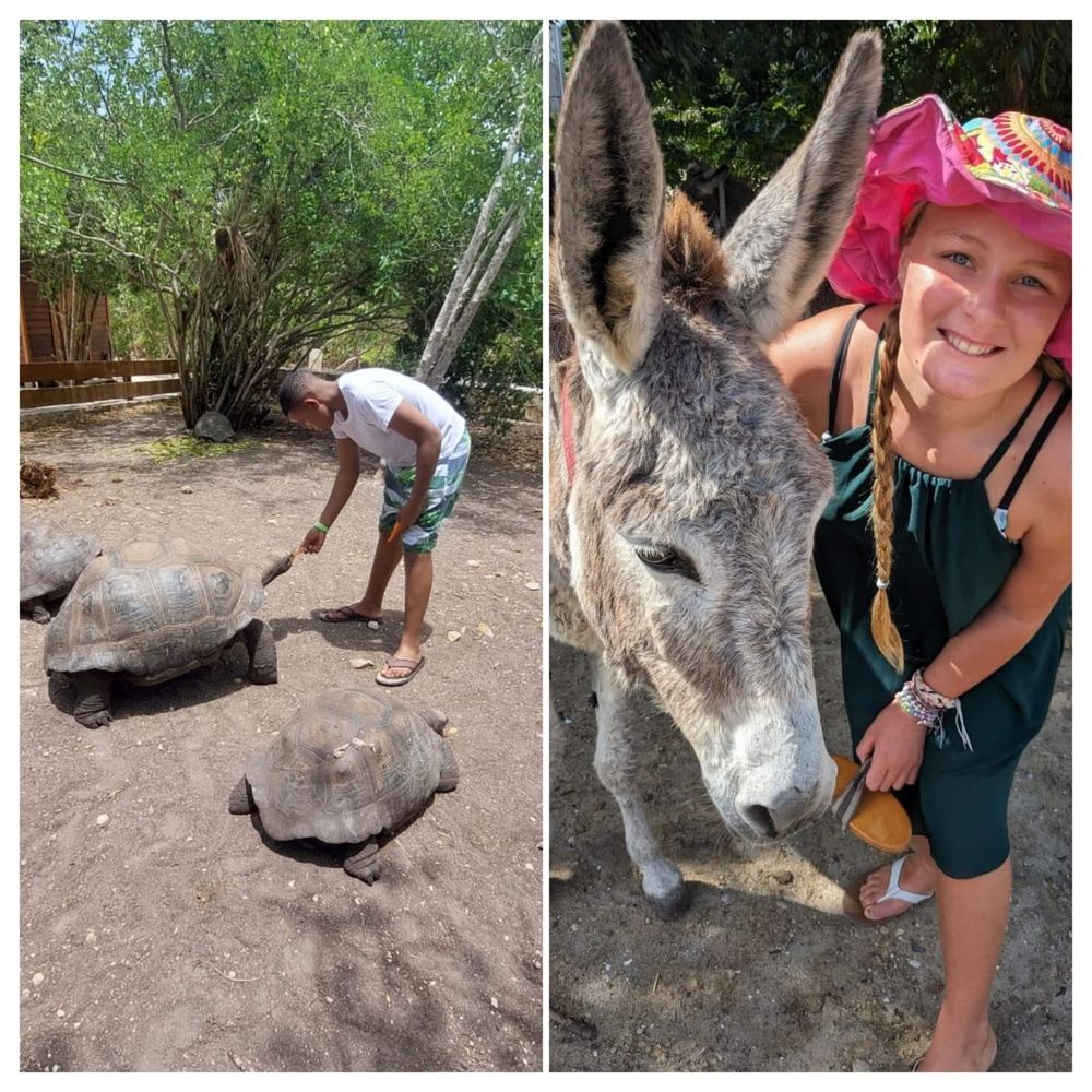 Laviscount Island Donkey Sanctuary Combo