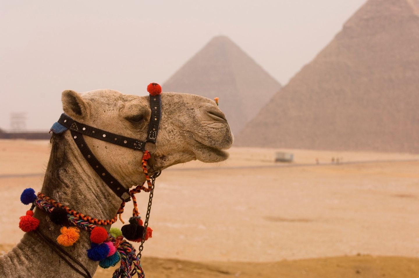 Real Egypt Experience- Culture & History