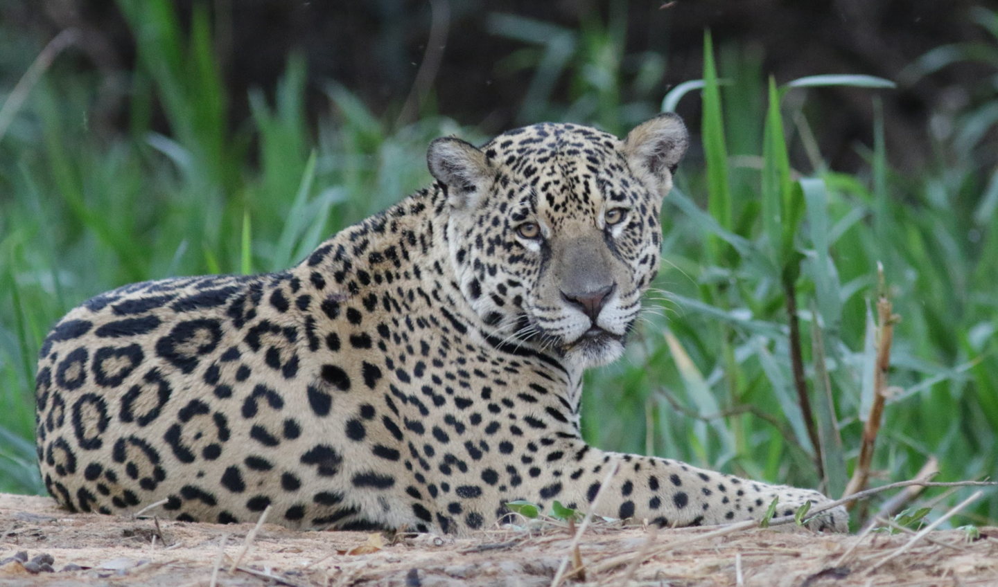 Brazil: Birds & Wildlife of the Pantanal