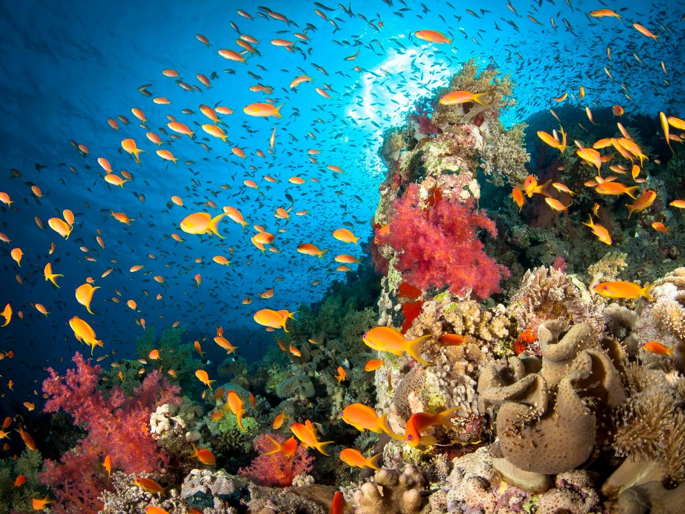 Scuba diving the Red Sea