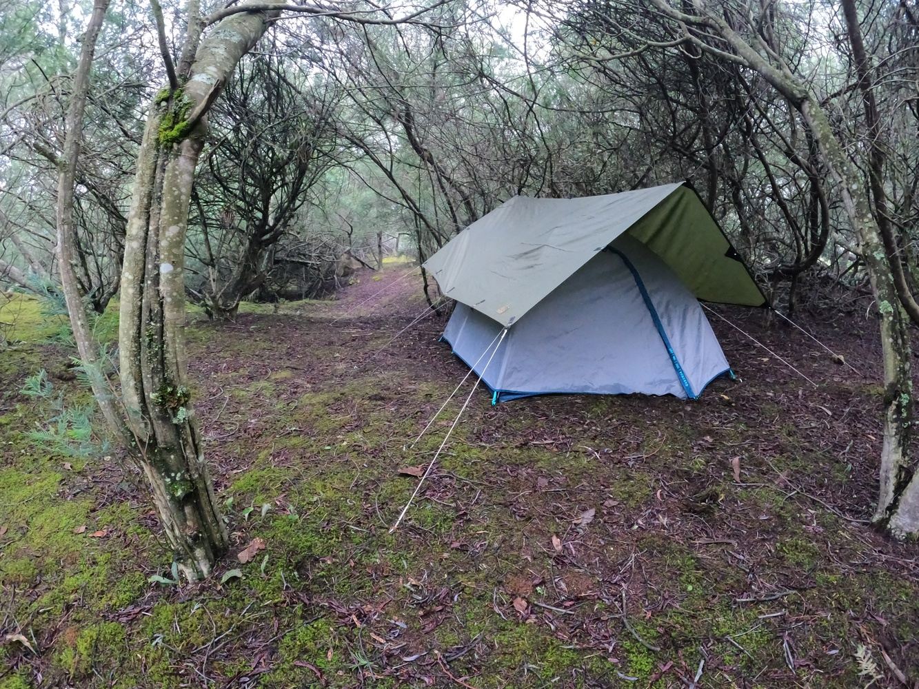 Trekking Bosque de niebla